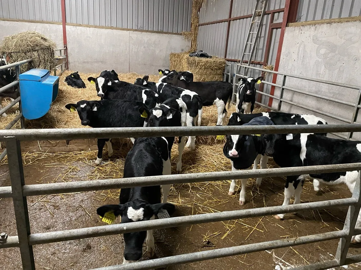 Pedigree Holstein calves - Image 3