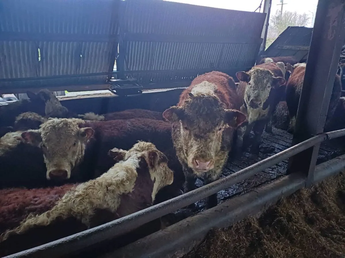 Hereford bulls - Image 4