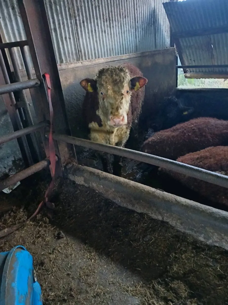 Hereford bulls - Image 2