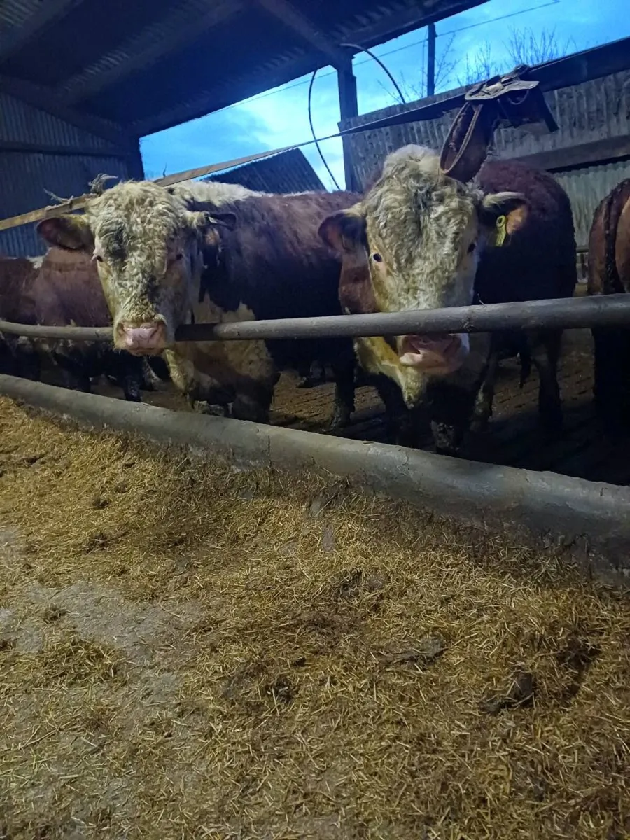 Hereford bulls - Image 1