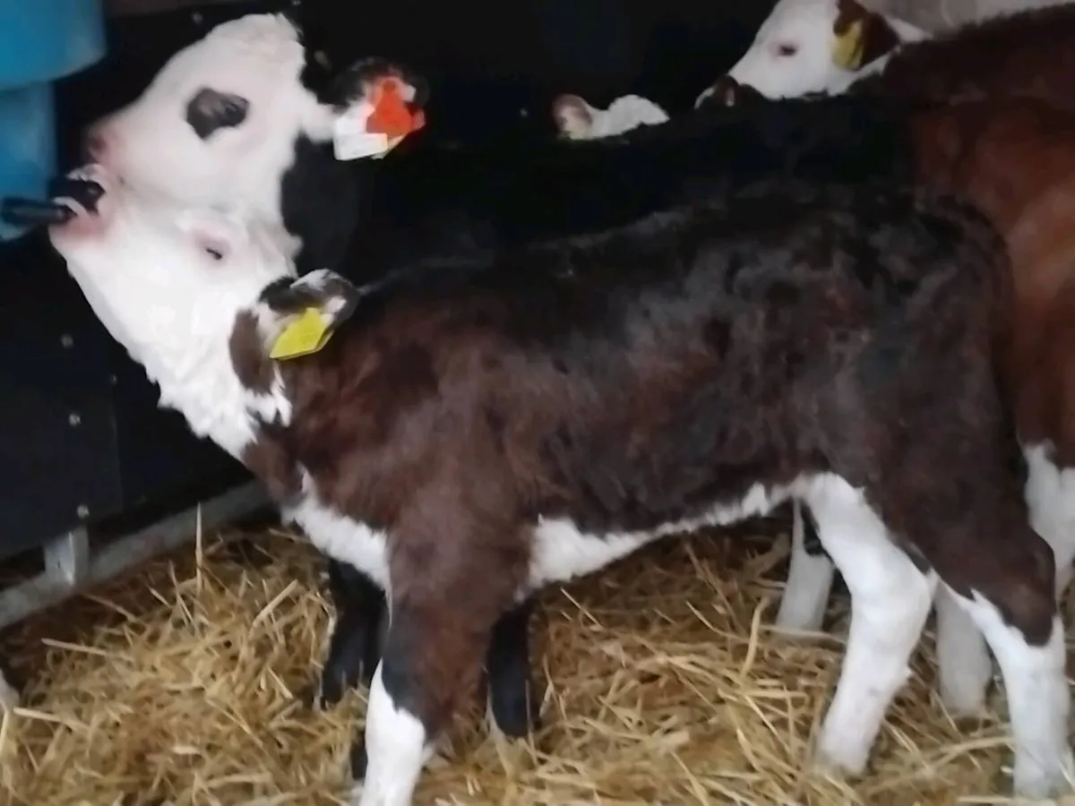 9 Super Hereford Heifer Calves - Image 2