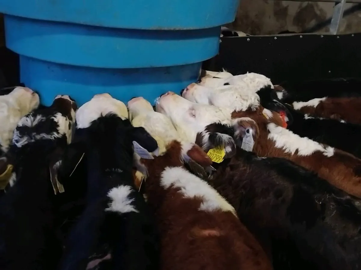 9 Super Hereford Heifer Calves - Image 4