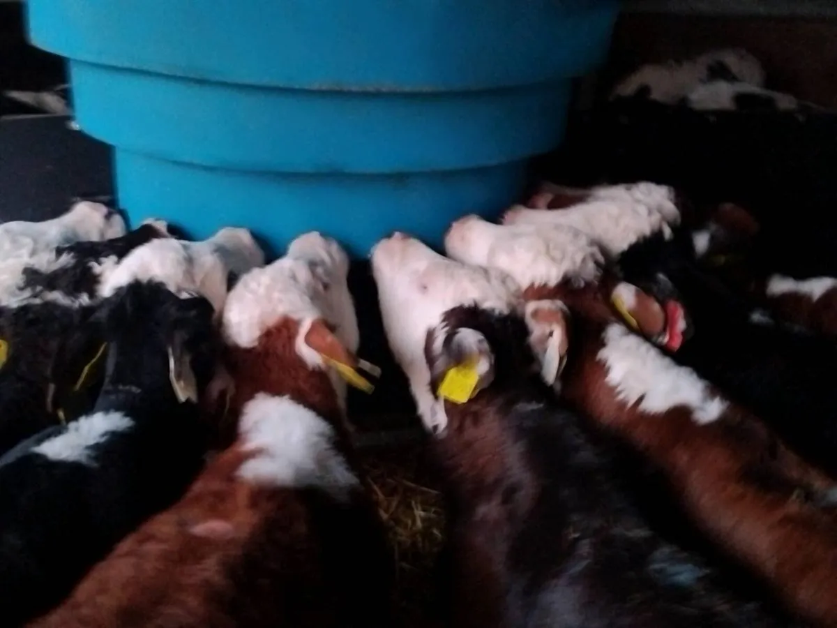 9 Super Hereford Heifer Calves - Image 1