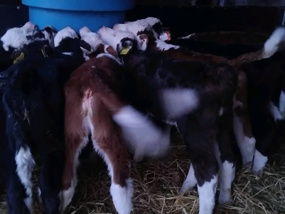 9 Super Hereford Heifer Calves - Image 3