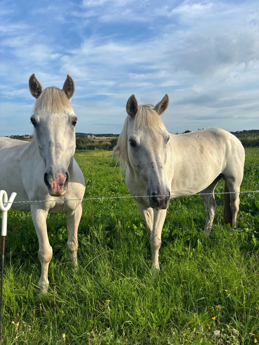 Gelding for sale - Image 4