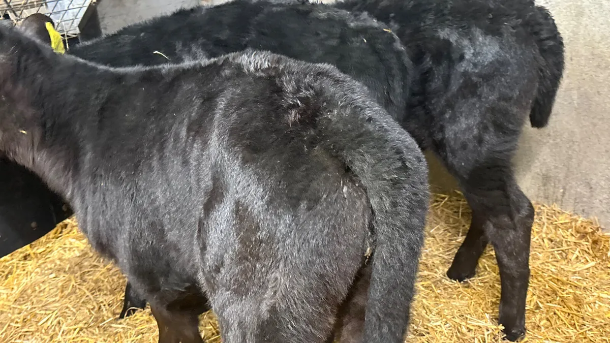 3 Quality Angus Heifer Calves - Image 3