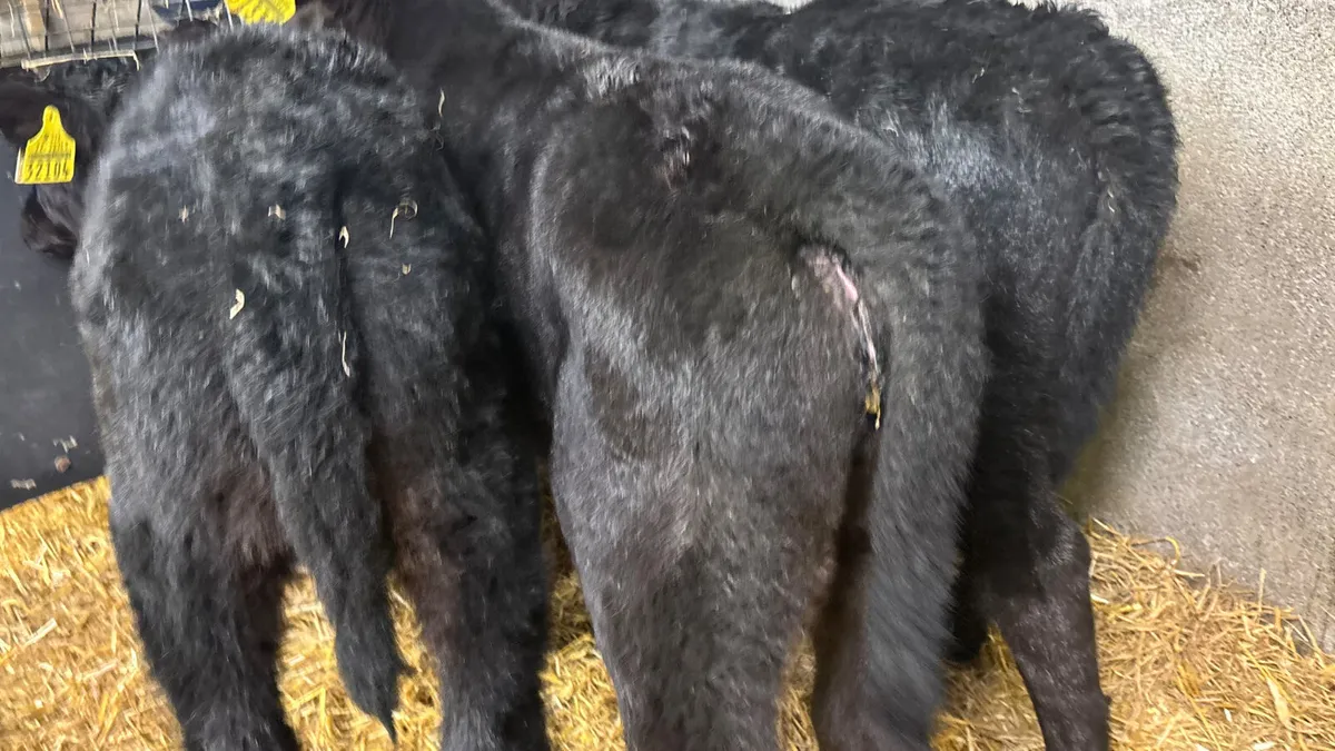 3 Quality Angus Heifer Calves - Image 2