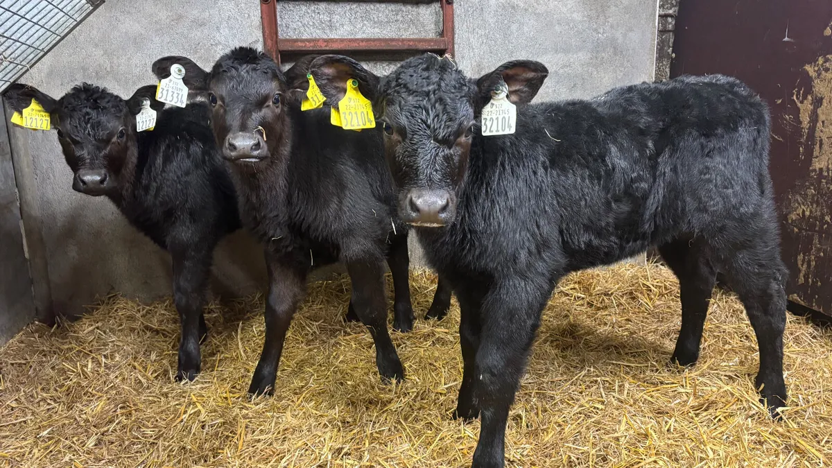 3 Quality Angus Heifer Calves - Image 4