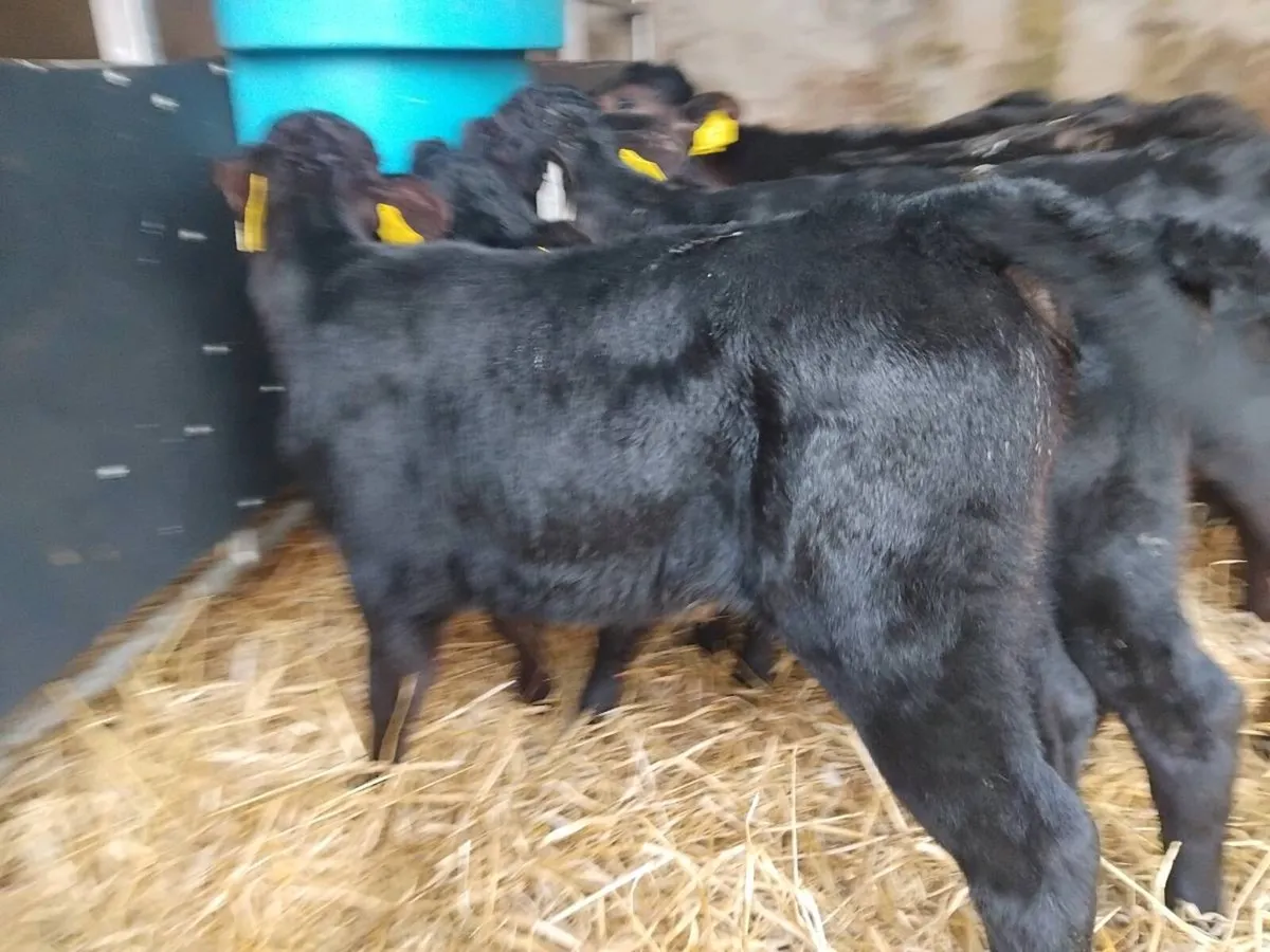 7 Angus Heifer Calves - Image 3