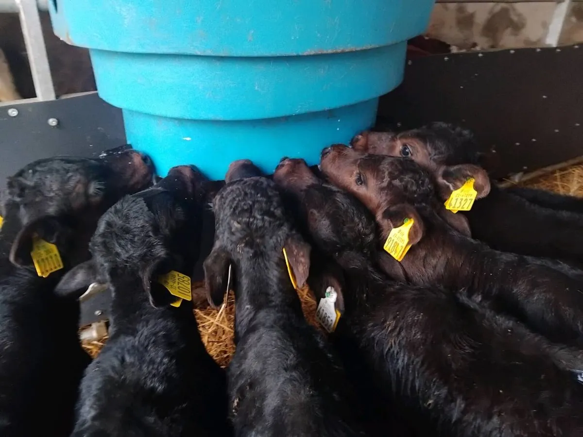 7 Angus Heifer Calves - Image 1