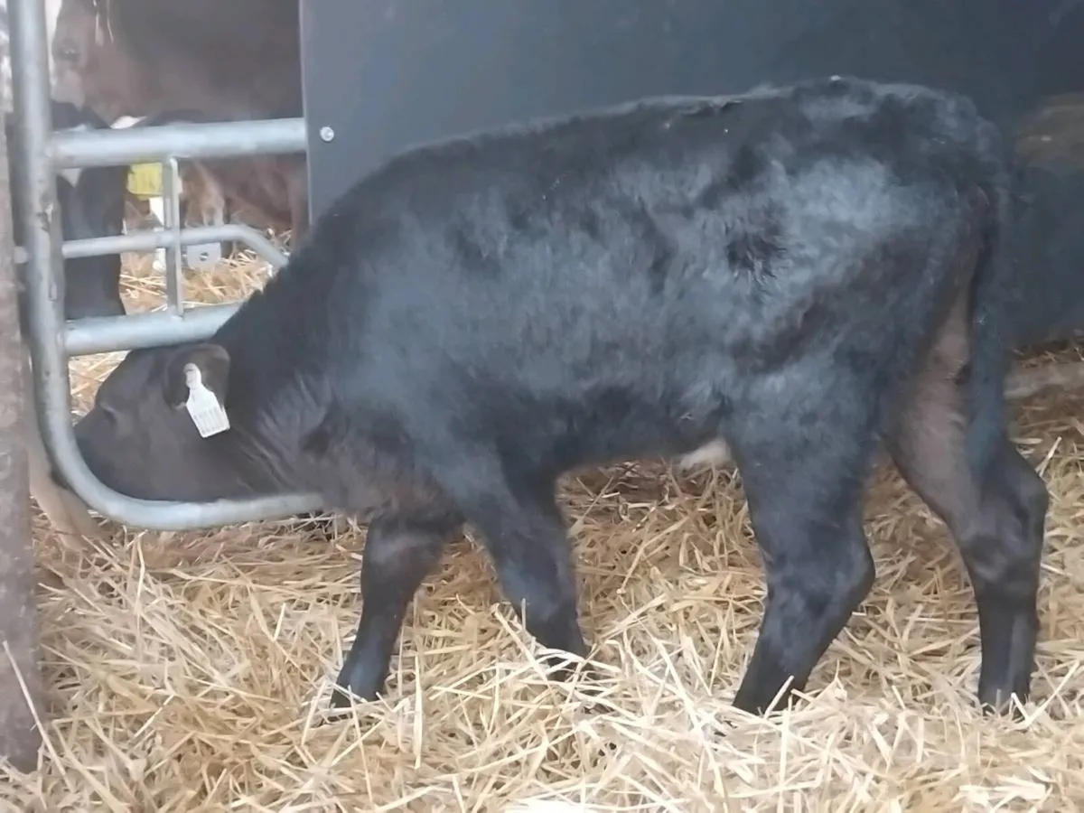 7 Angus Heifer Calves - Image 2