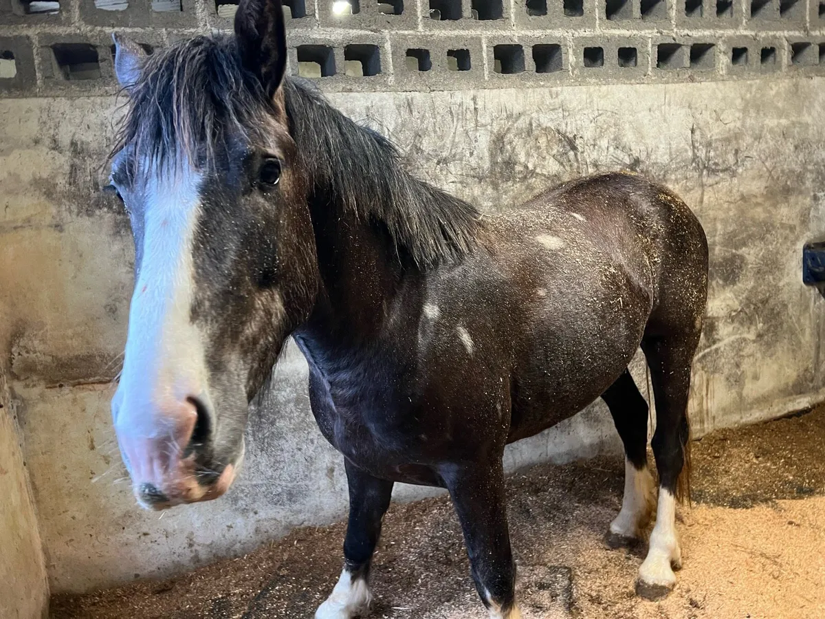 3yo Colt by loch cruise - Image 2