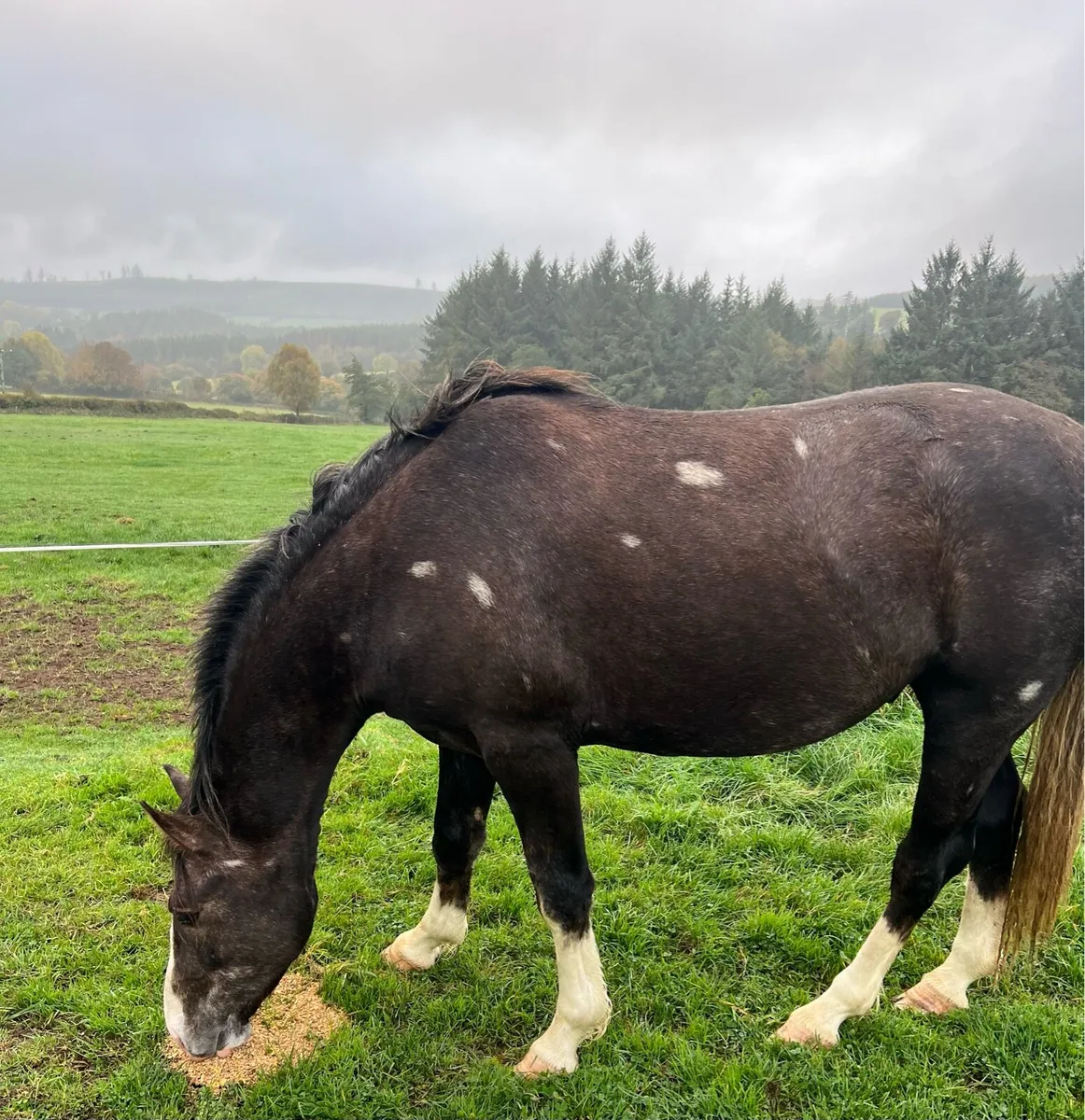 3yo Colt by loch cruise - Image 1