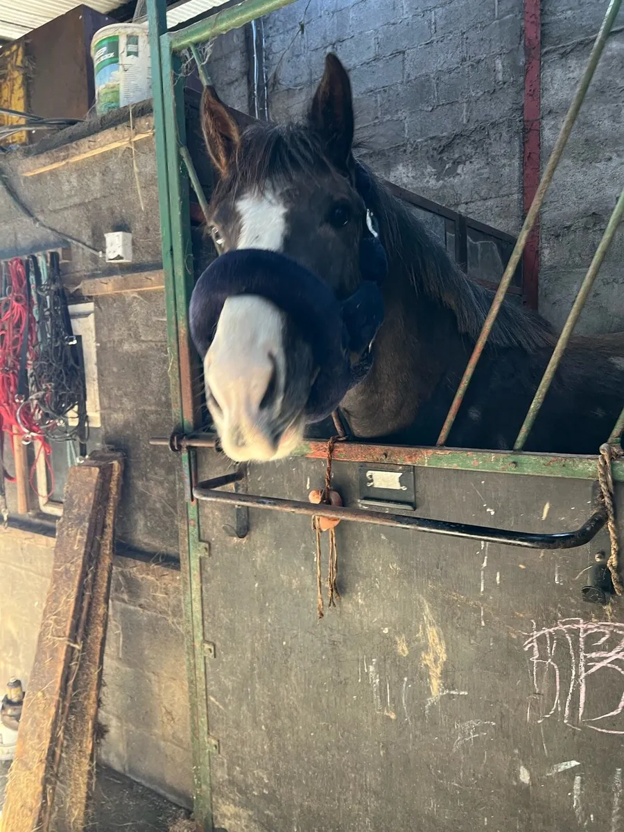 3yo Colt by loch cruise - Image 4