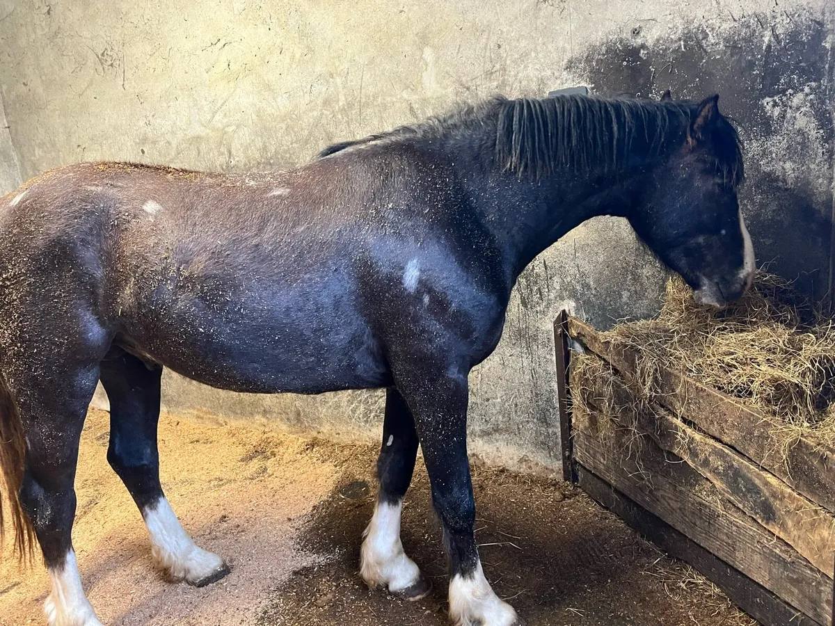 3yo Colt by loch cruise - Image 3