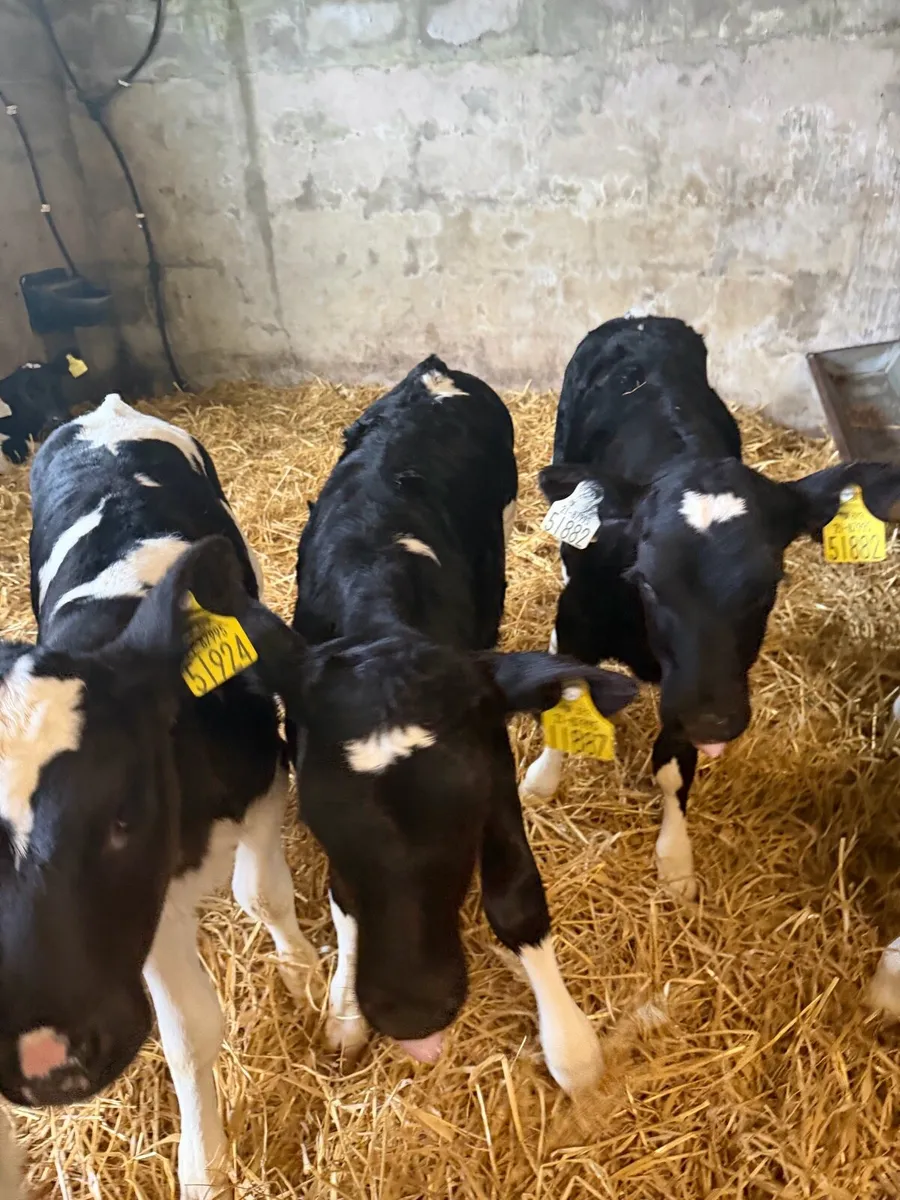 10 BRITISH FRIESIAN HEIFERS - Image 1