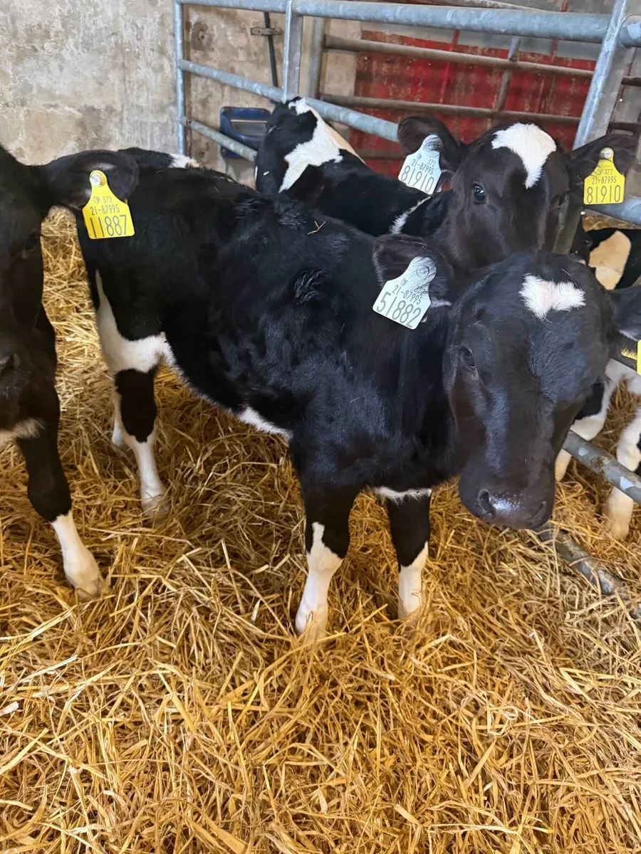 10 BRITISH FRIESIAN HEIFERS - Image 2