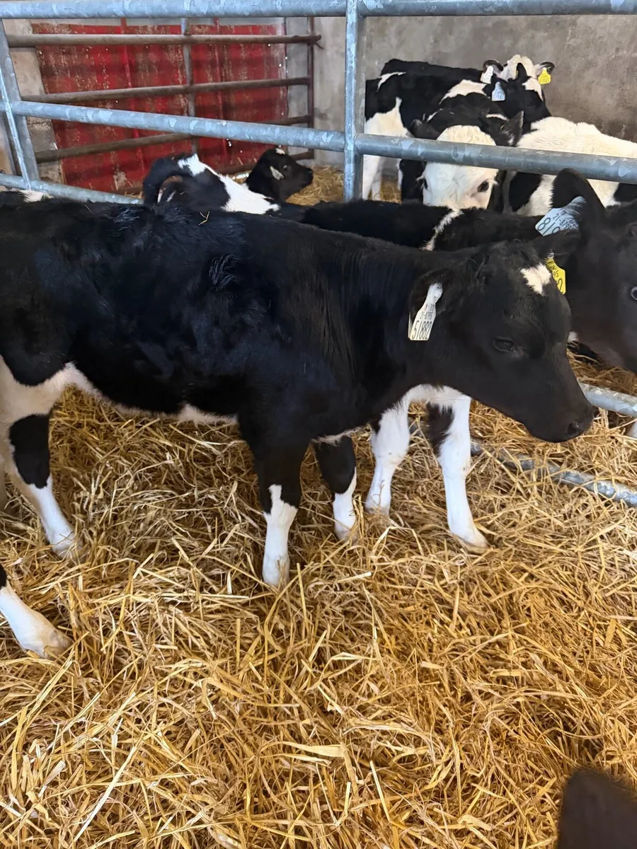 10 BRITISH FRIESIAN HEIFERS - Image 3