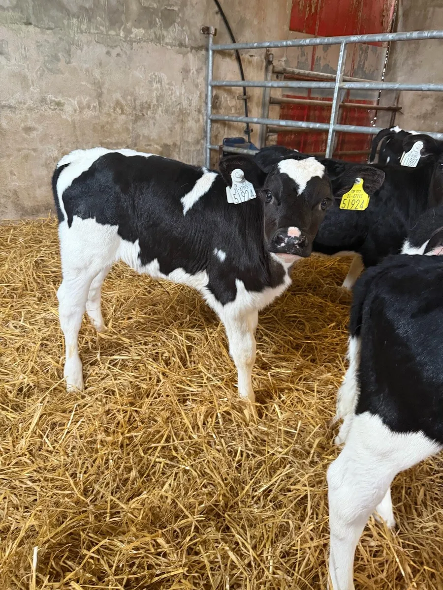 10 BRITISH FRIESIAN HEIFERS - Image 4