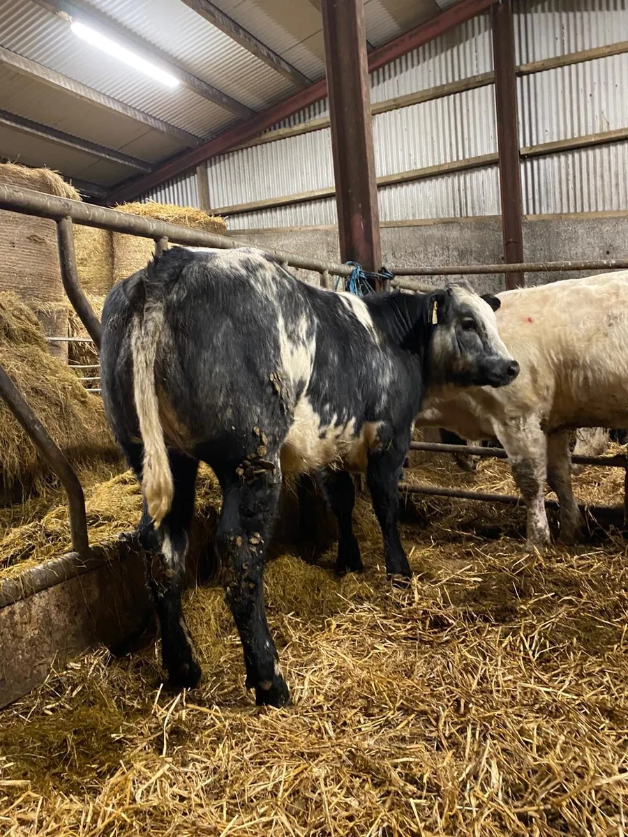 Super bulling heifers - Image 1