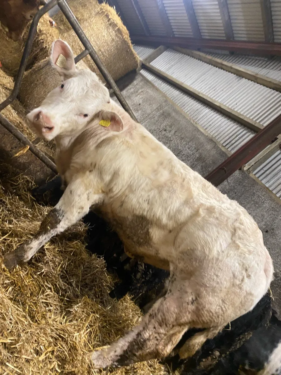 Super bulling heifers - Image 3