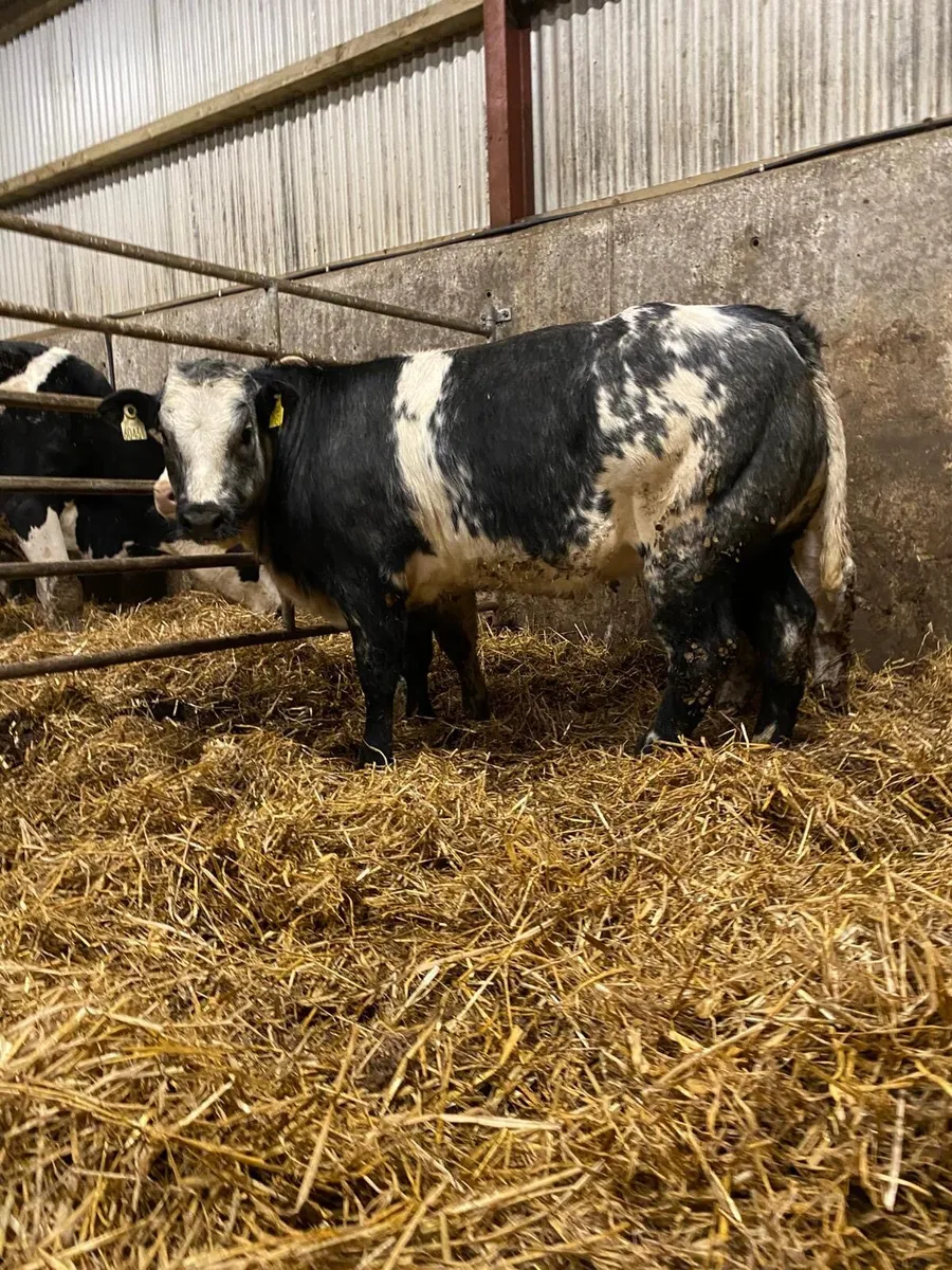 Super bulling heifers - Image 4