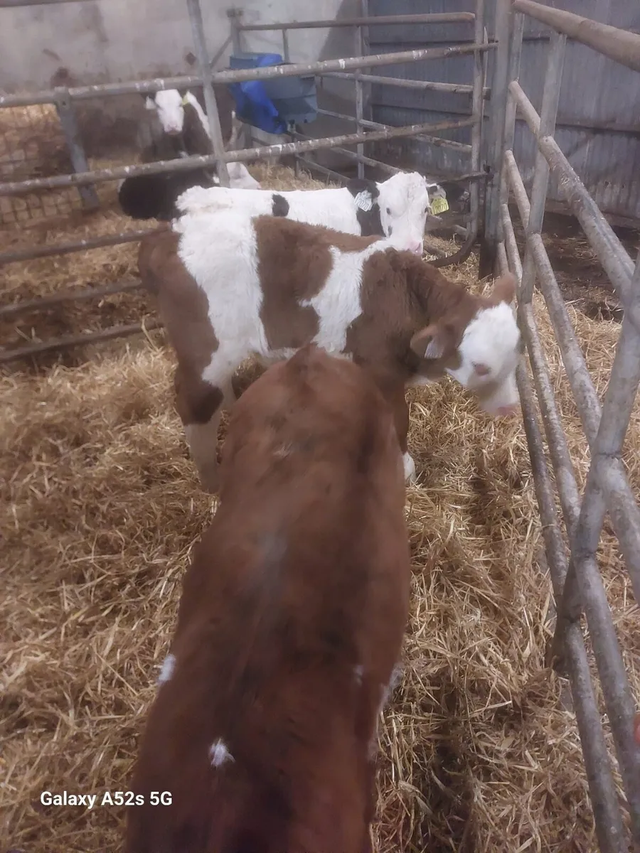 Continental calves - Image 1