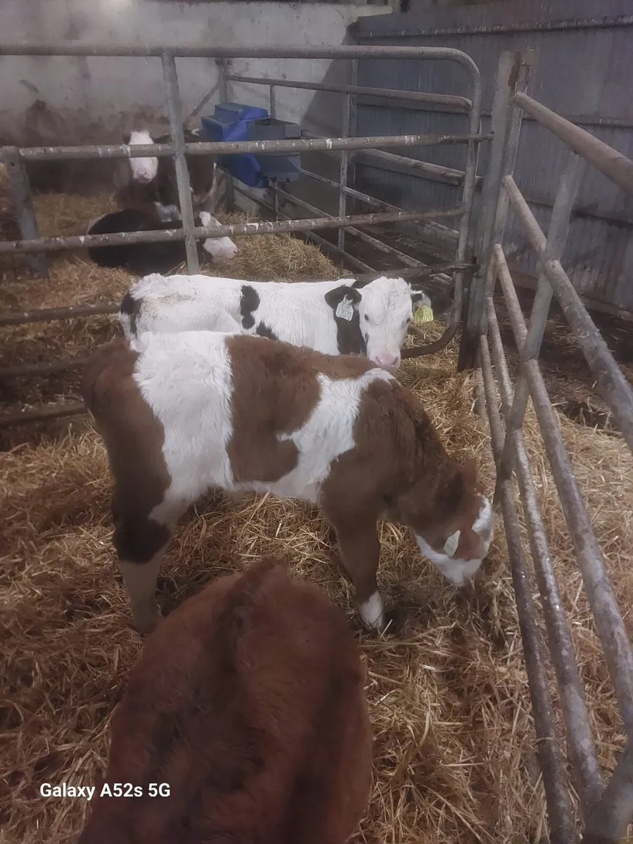 Continental calves - Image 2