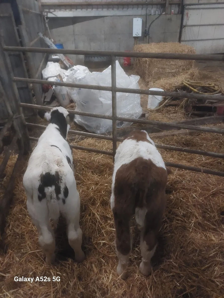 Continental calves - Image 3