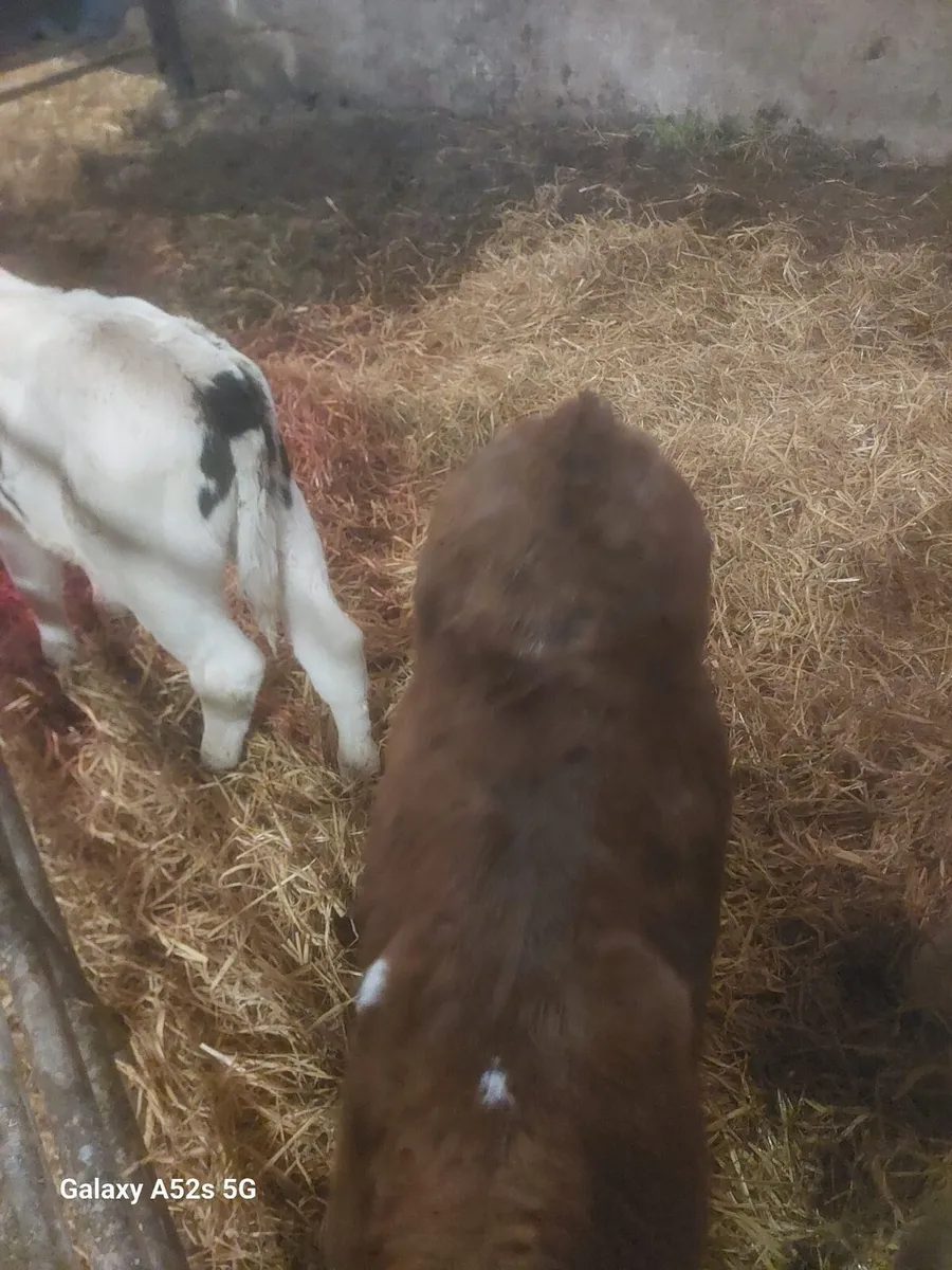 Continental calves - Image 4