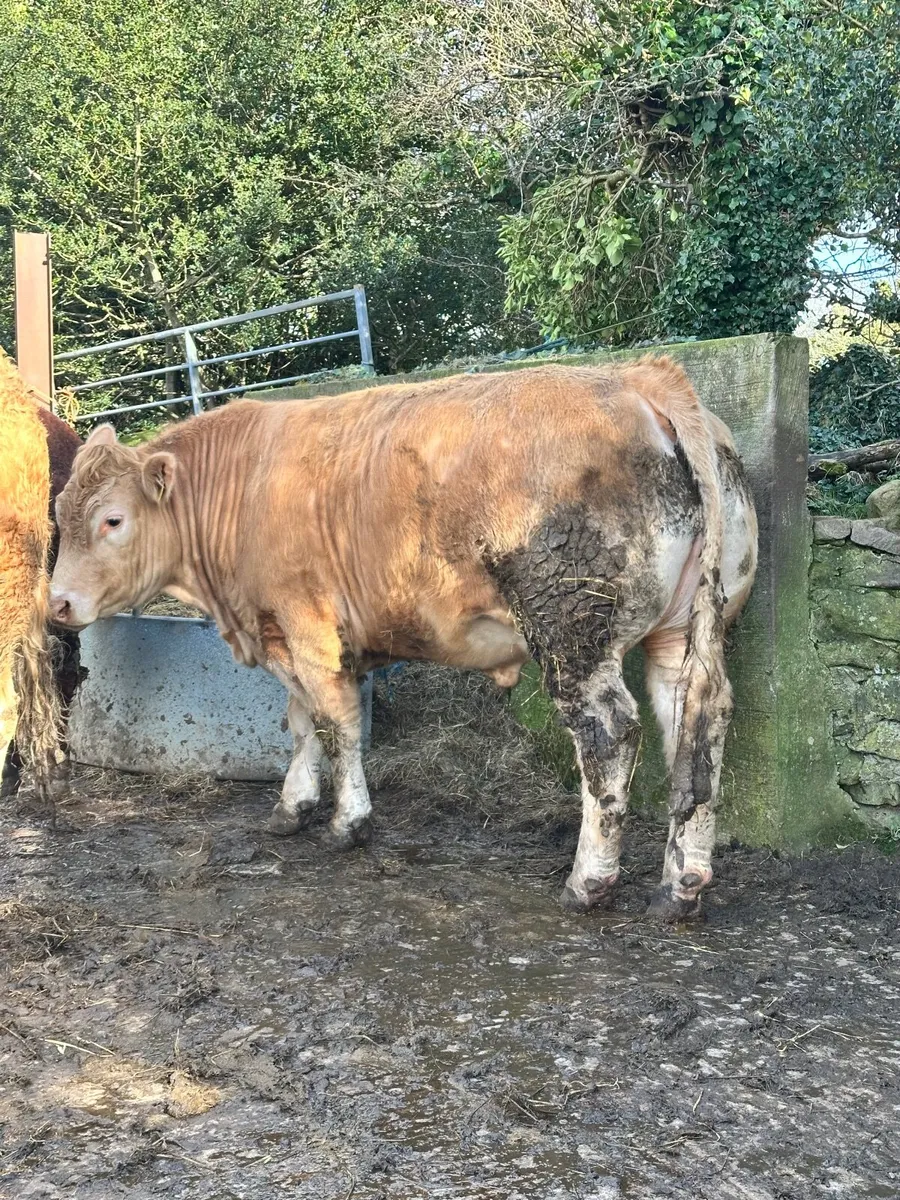 Bullocks for sale dowra mart QA 750kgs+ - Image 2