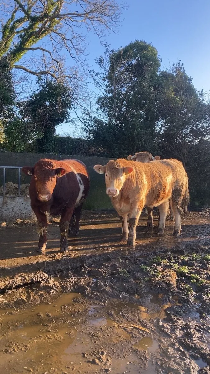 Bullocks for sale dowra mart QA 750kgs+ - Image 1