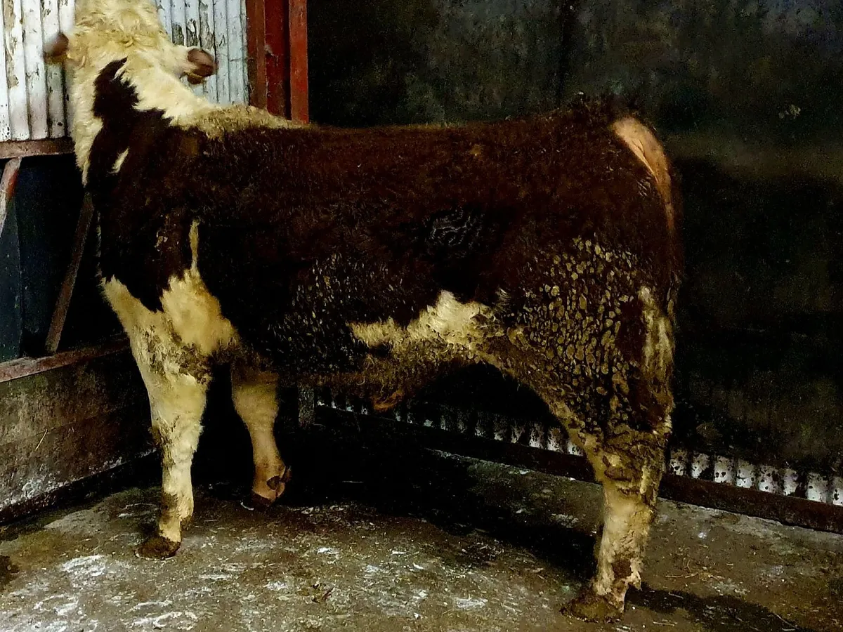 Pedigree Hereford Bulls - Image 4