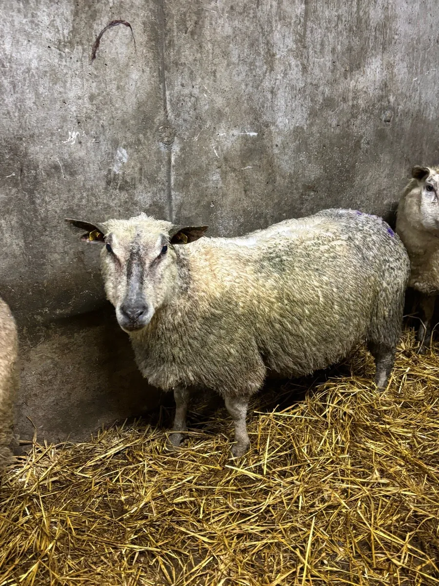 Purebred Charolais Inlamb ewe - Image 1