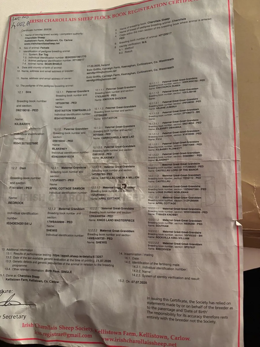 Purebred Charolais Inlamb ewe - Image 4