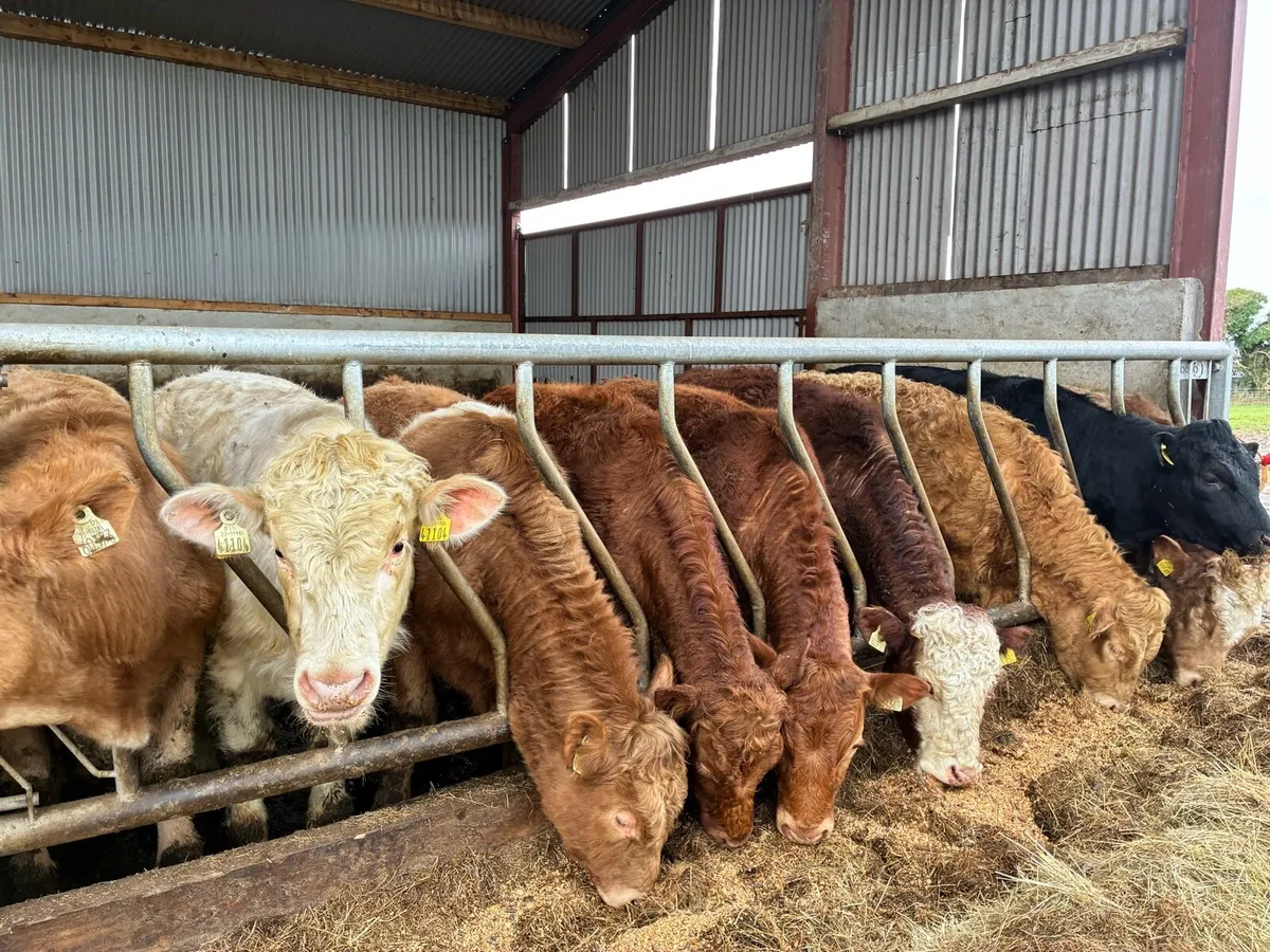 10 smashing continental store bullocks for sale - Image 1