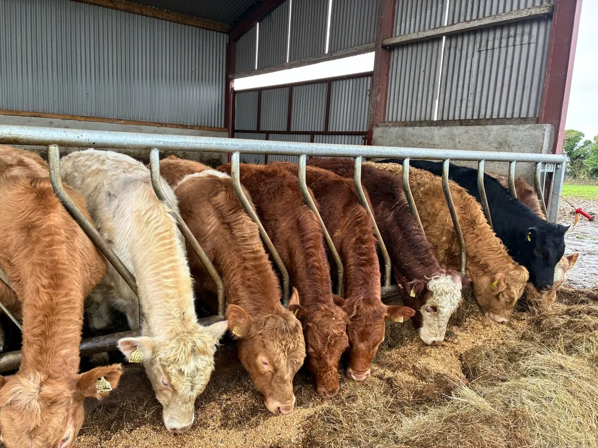 10 smashing continental store bullocks for sale - Image 2