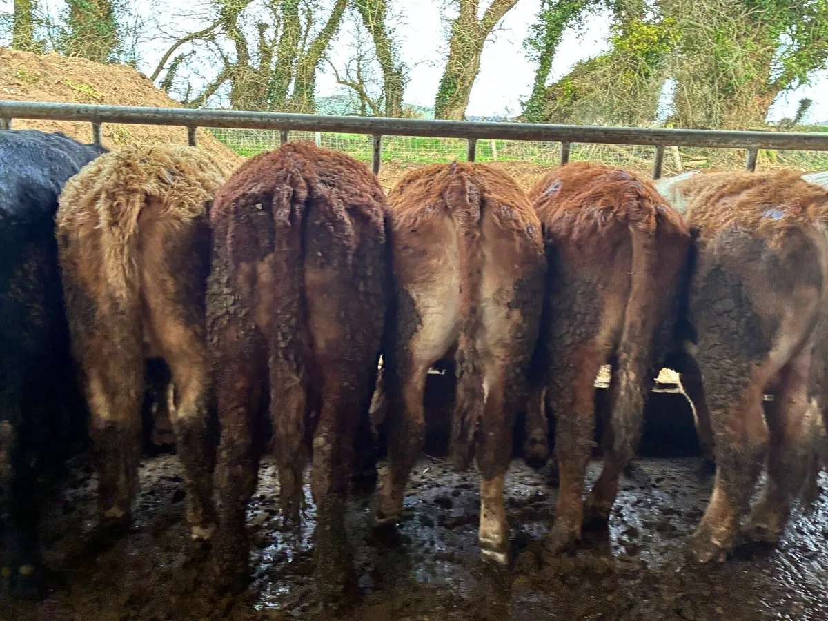 10 smashing continental store bullocks for sale - Image 3