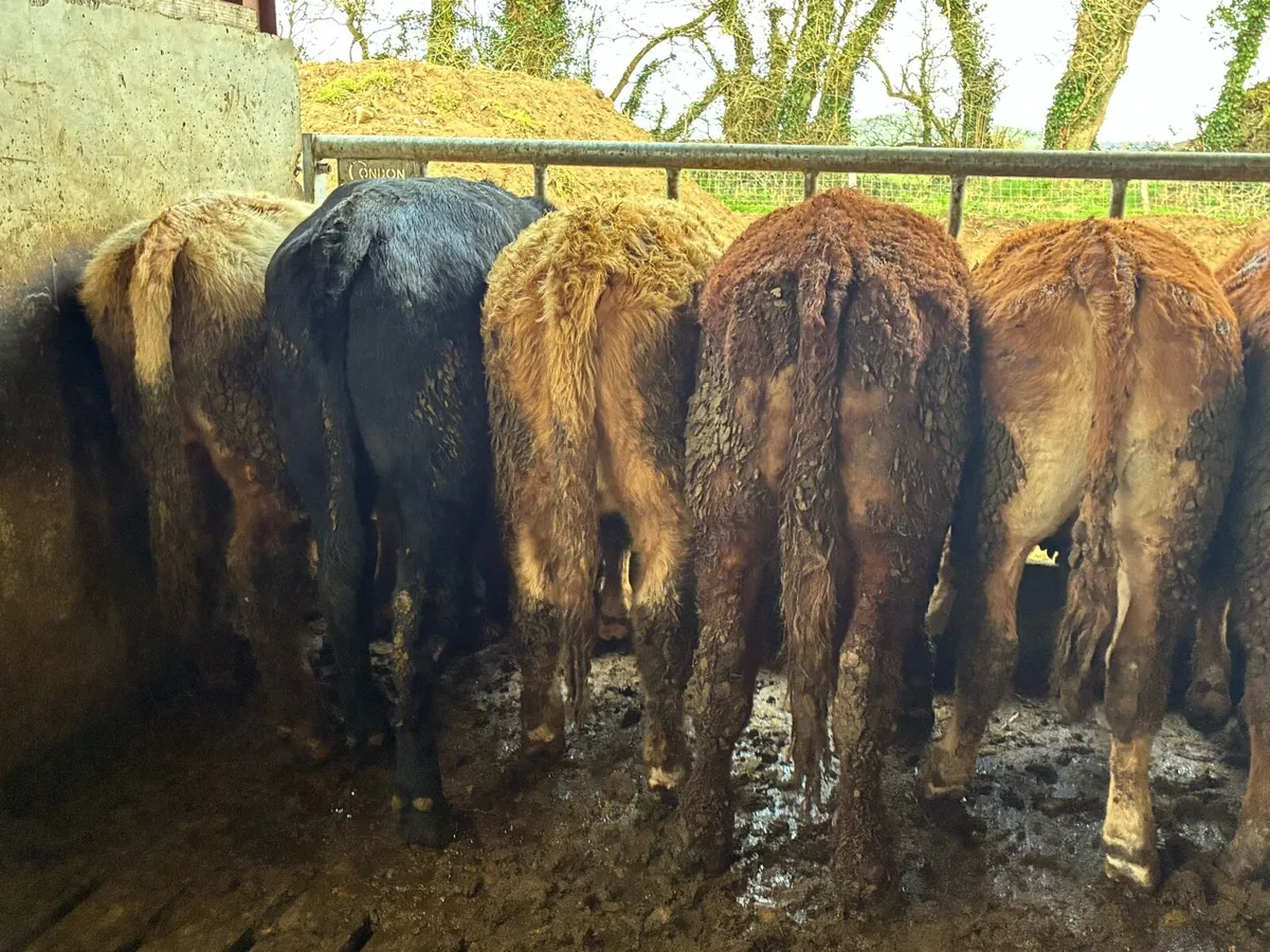 10 smashing continental store bullocks for sale - Image 4