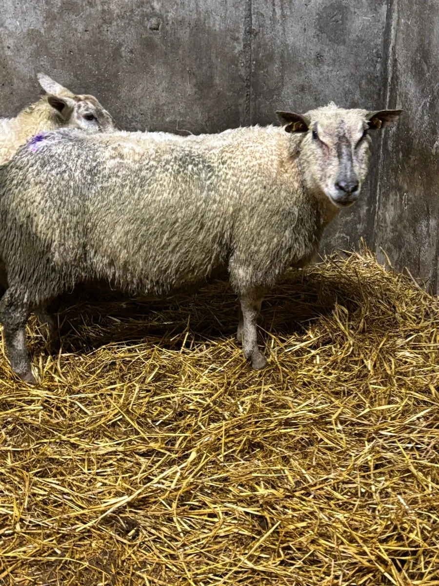 Purebred Charolais Inlamb ewe - Image 2