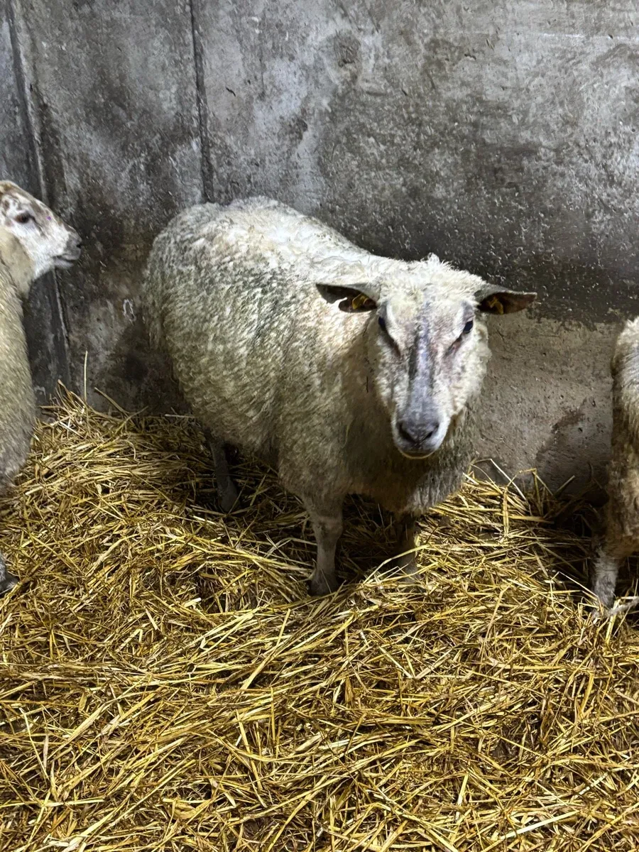 Purebred Charolais Inlamb ewe - Image 3