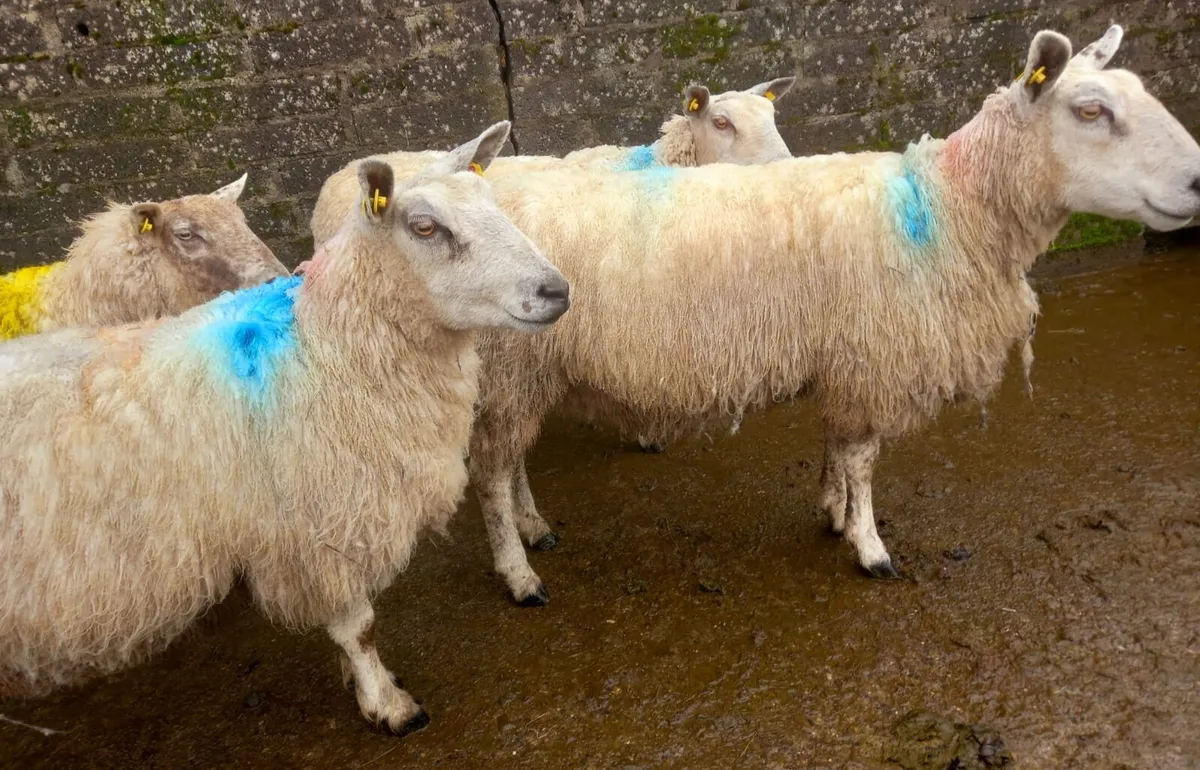 8 In lamb ewes - Image 4