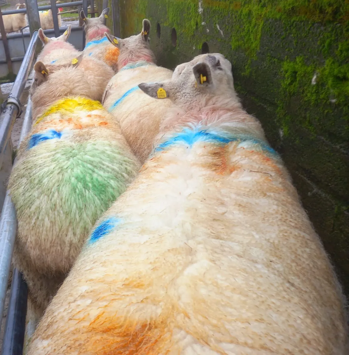 8 In lamb ewes - Image 1