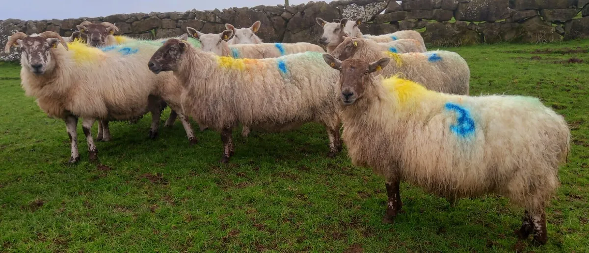 8 In lamb ewes - Image 2