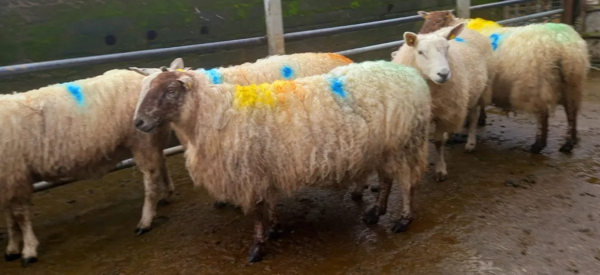 8 In lamb ewes - Image 3