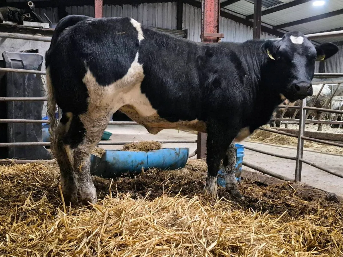 🌟 Super Blue Heifer 🌟 - Image 2