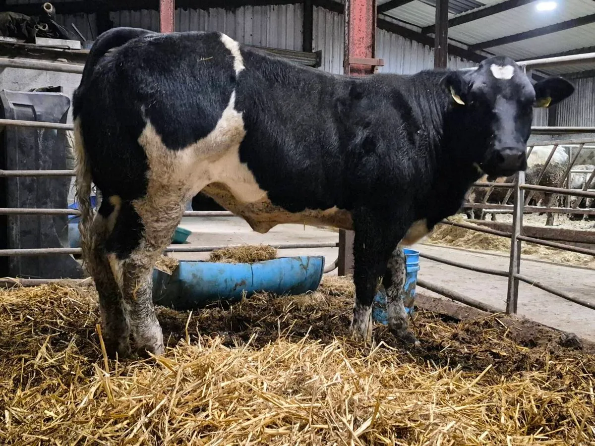 🌟 Super Blue Heifer 🌟 - Image 1