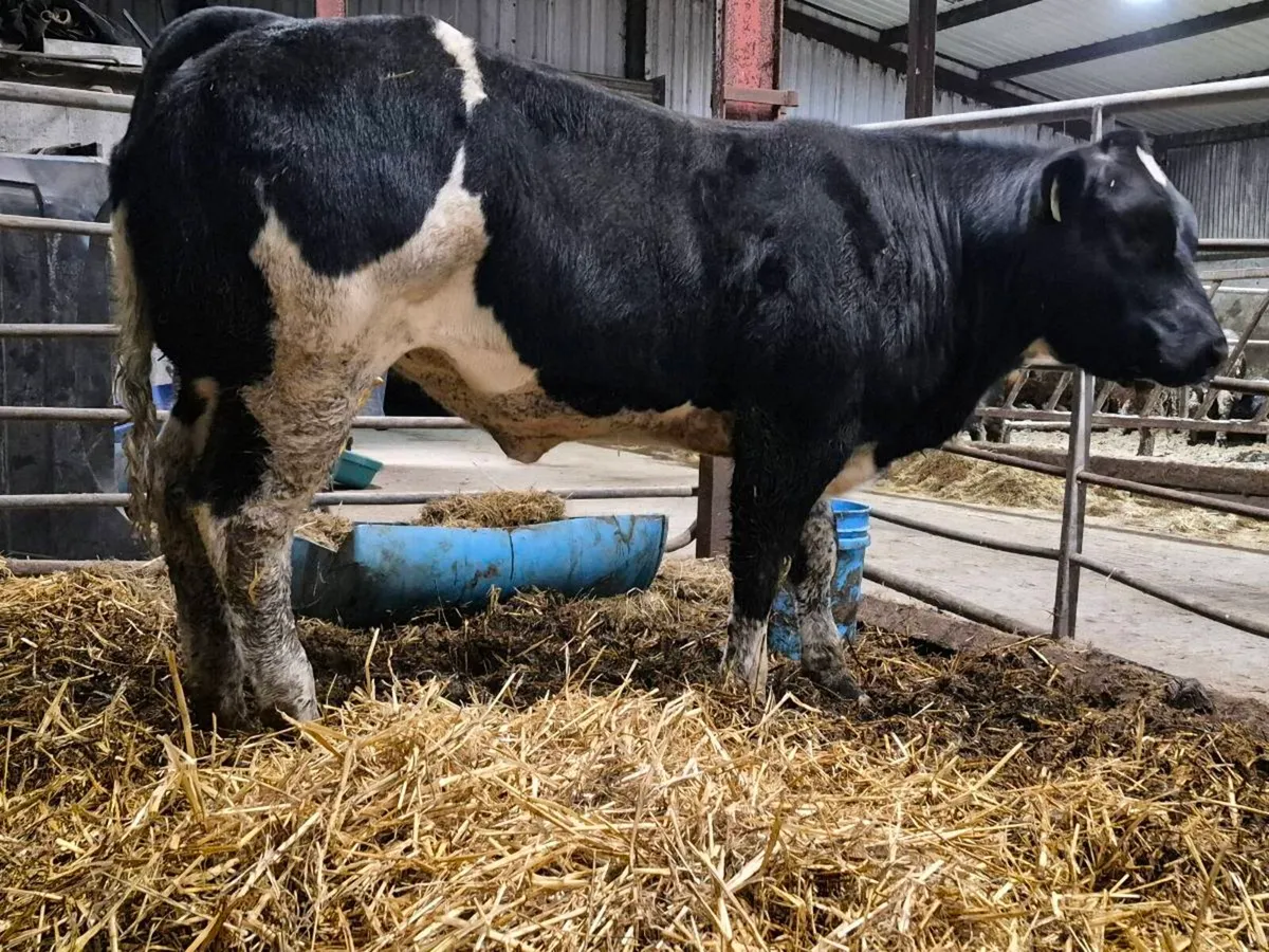 🌟 Super Blue Heifer 🌟 - Image 4