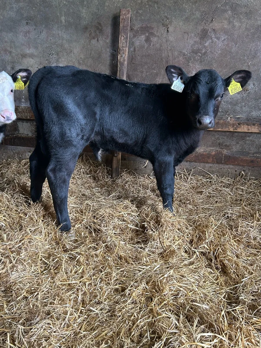 Proper Reared Whitehead Bull Calves - Image 3