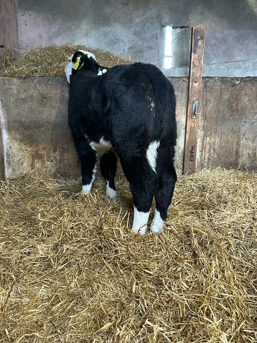 Proper Reared Whitehead Bull Calves - Image 4